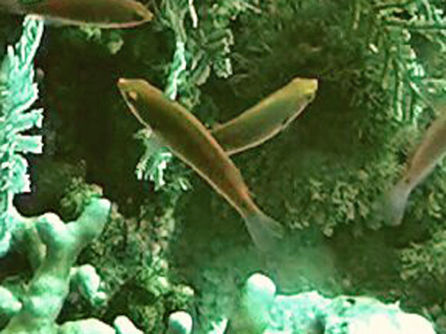 Red Slender Anthias2